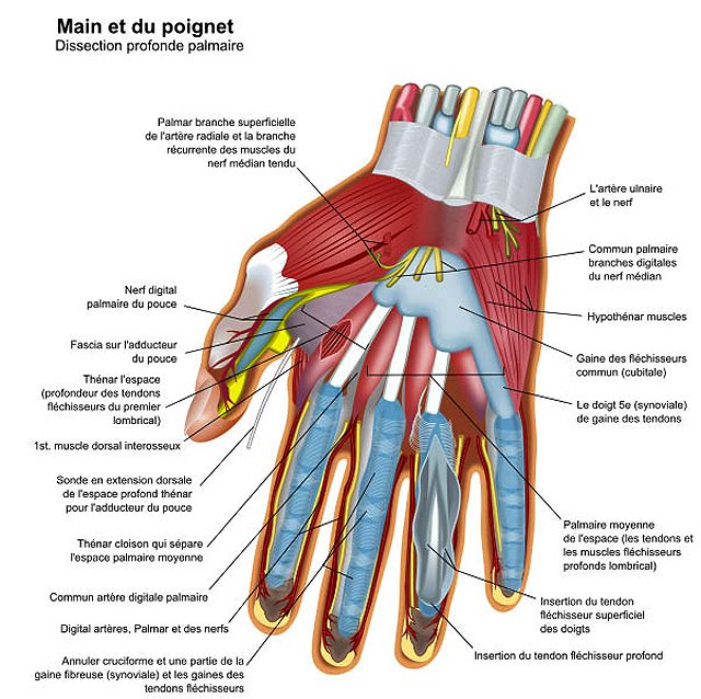 🔎 Main - Anatomie de la main des humains